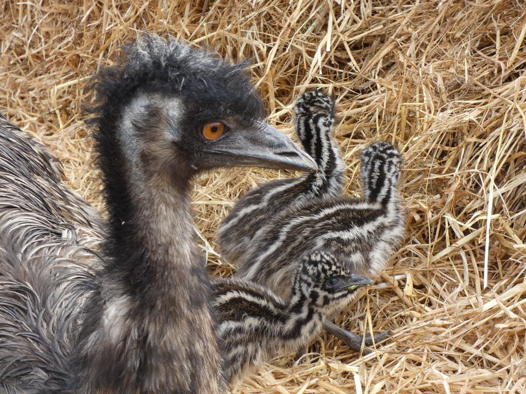 EMU AND EMU EGGS WANTED